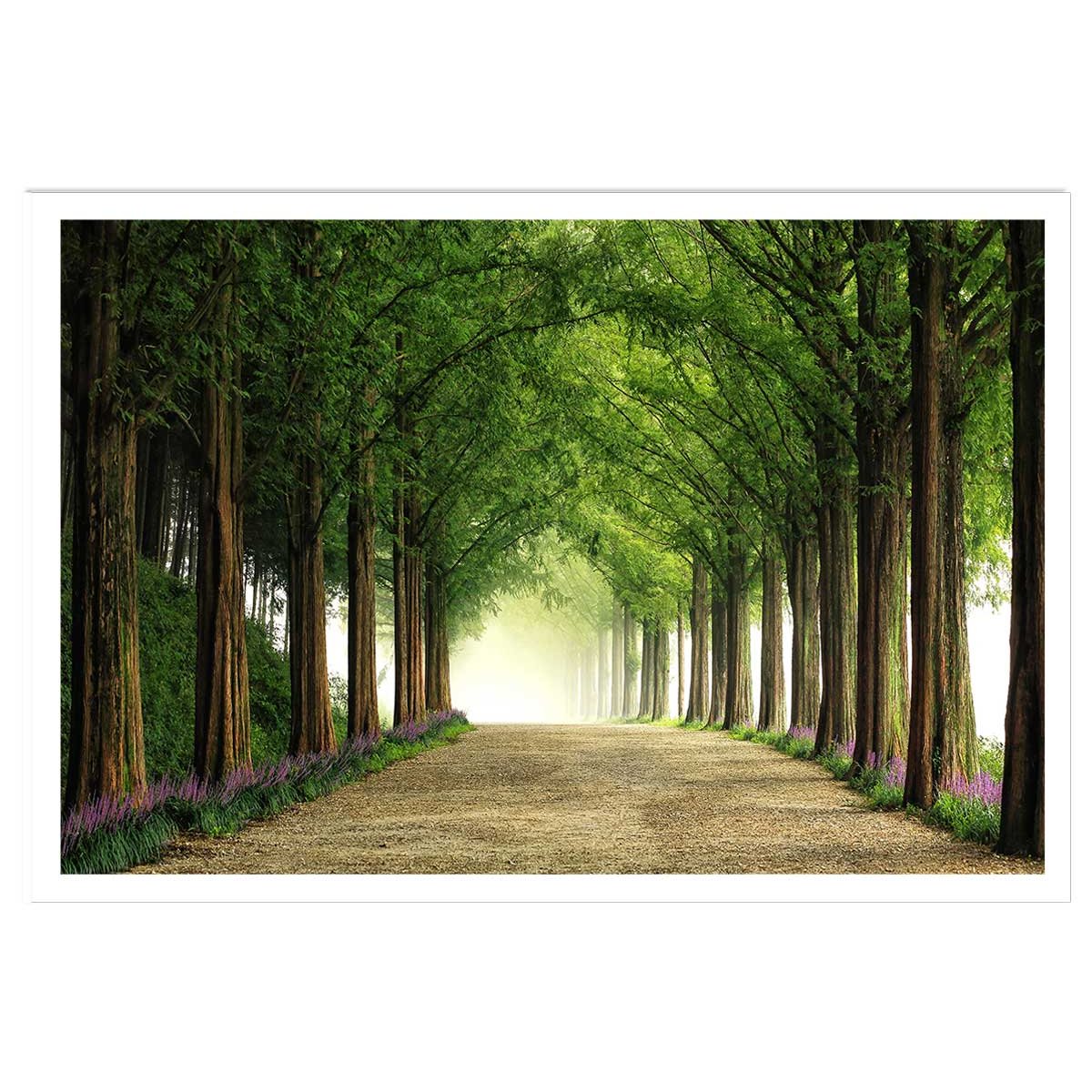 Affiche L'arbre Metasequoia affiche seule, HEXOA