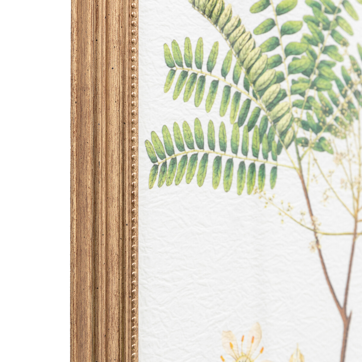 Set of 4 Assorted Ferns Framed Art green, ÉDITÉ