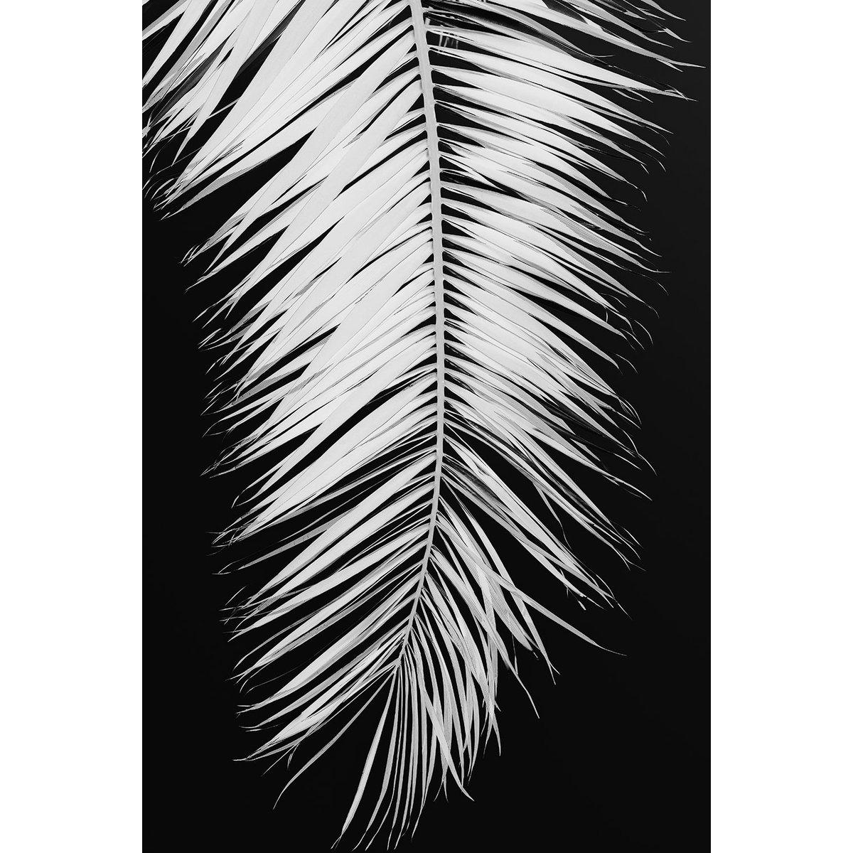 Tableau palme X tableau alu dibond, HEXOA