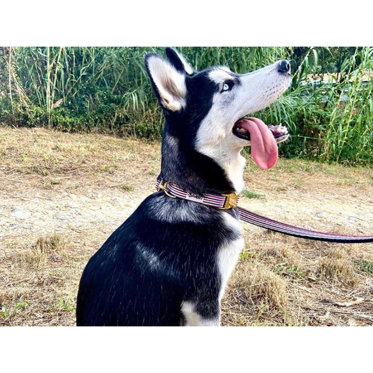 Collier pour chien THE FRENCH BANBAN bleu, blanc, rouge, FRENCH BANDIT