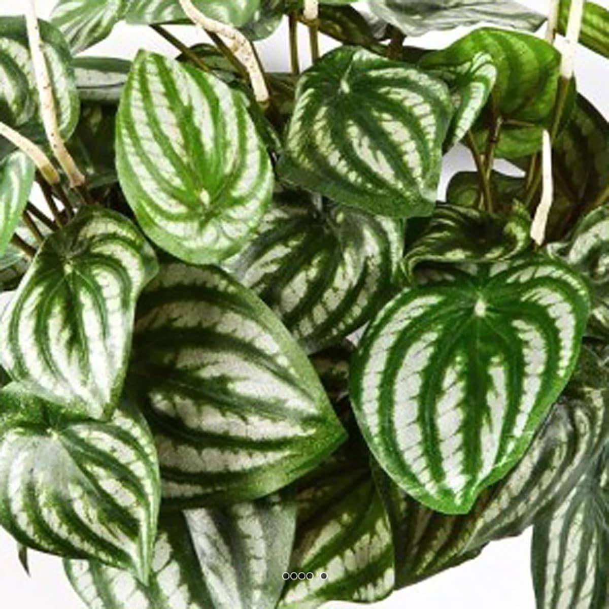 Peperomia artificiel Vert Blanc 30 cm 52 feui vert, ARTIFICIELLES