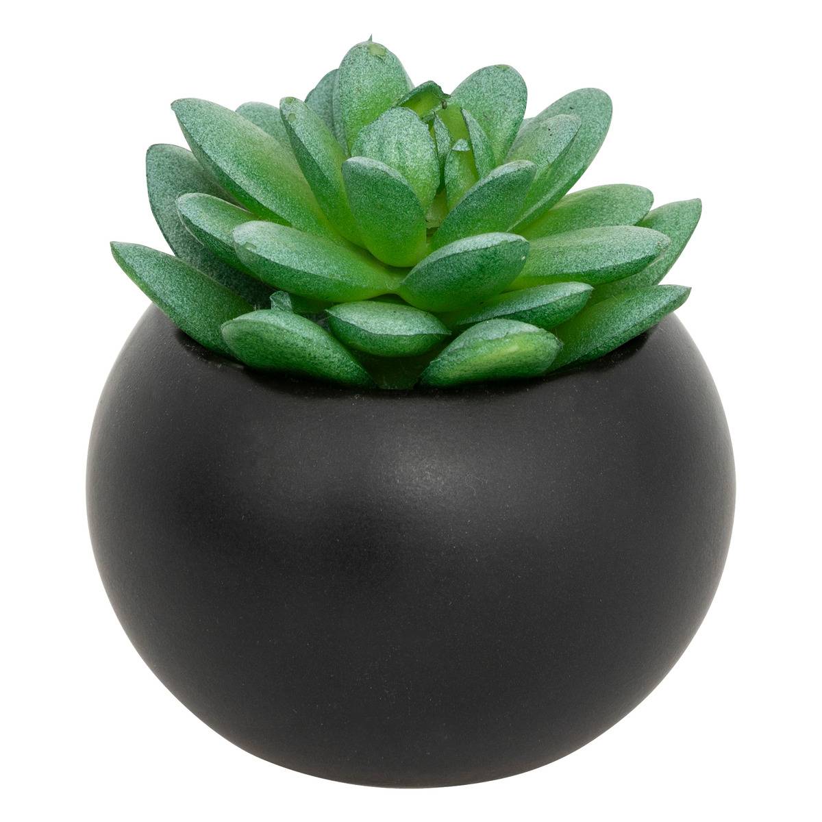 Plante grasse en pot ANDA noir, ATMOSPHERA