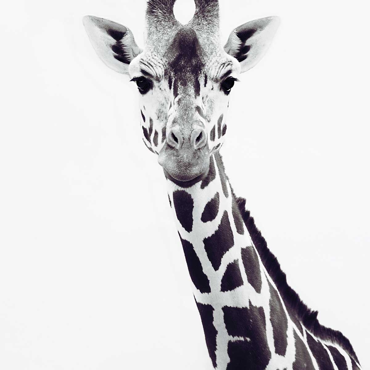 Affiche enfant girafe noire affiche seule, HEXOA