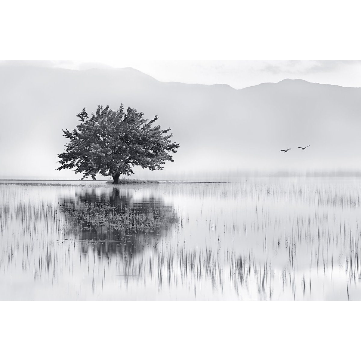 Tableau nature reflets d'eau tableau alu dibond, HEXOA