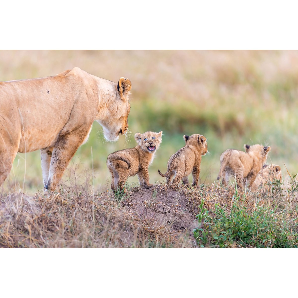 Tableau animaux let's go mom tableau alu dibond, HEXOA
