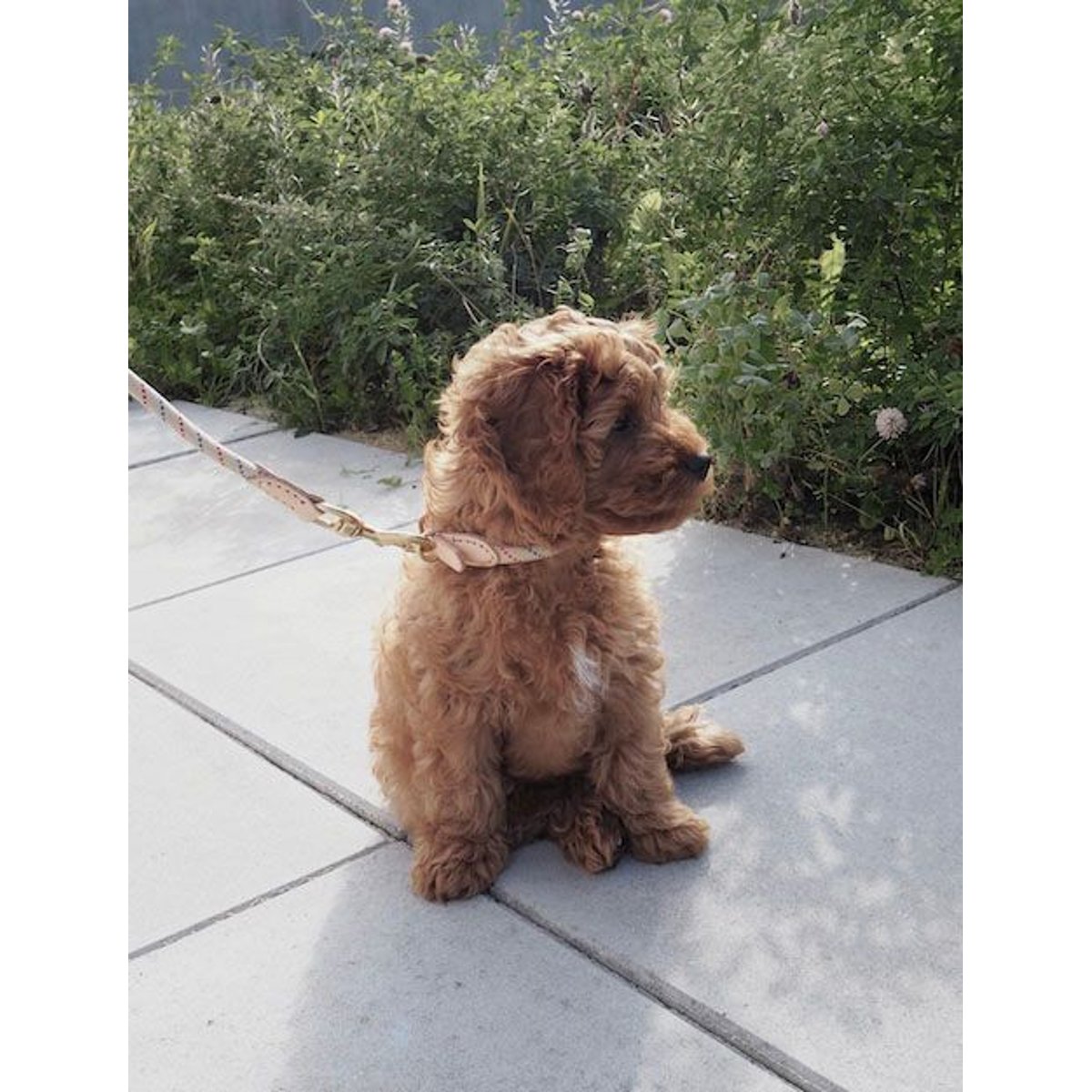 Collier en cuir pour chien LIVING brun, OYOY LIVING DESIGN
