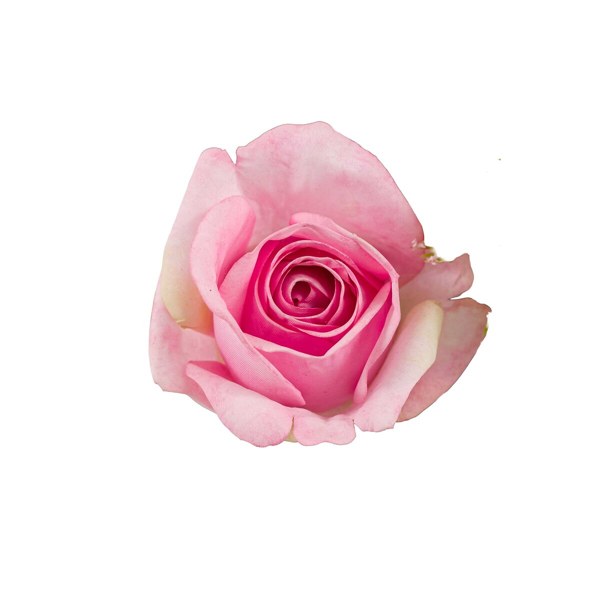 Pink Mixed Floral Wrapped Bouquet pink, ÉDITÉ