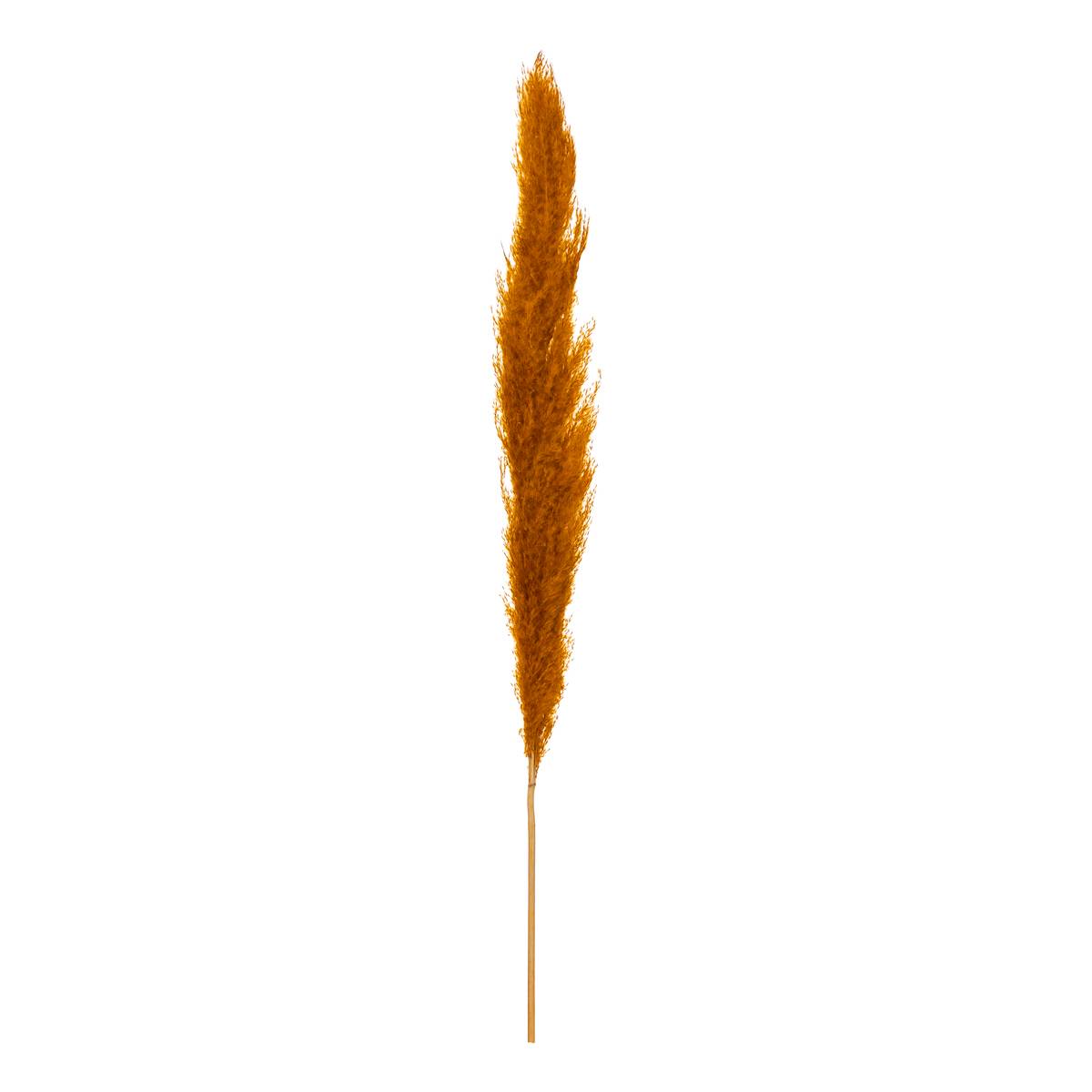 Set de 3 fleurs séchées PAMPA NATURELLE ocre, ATMOSPHERA