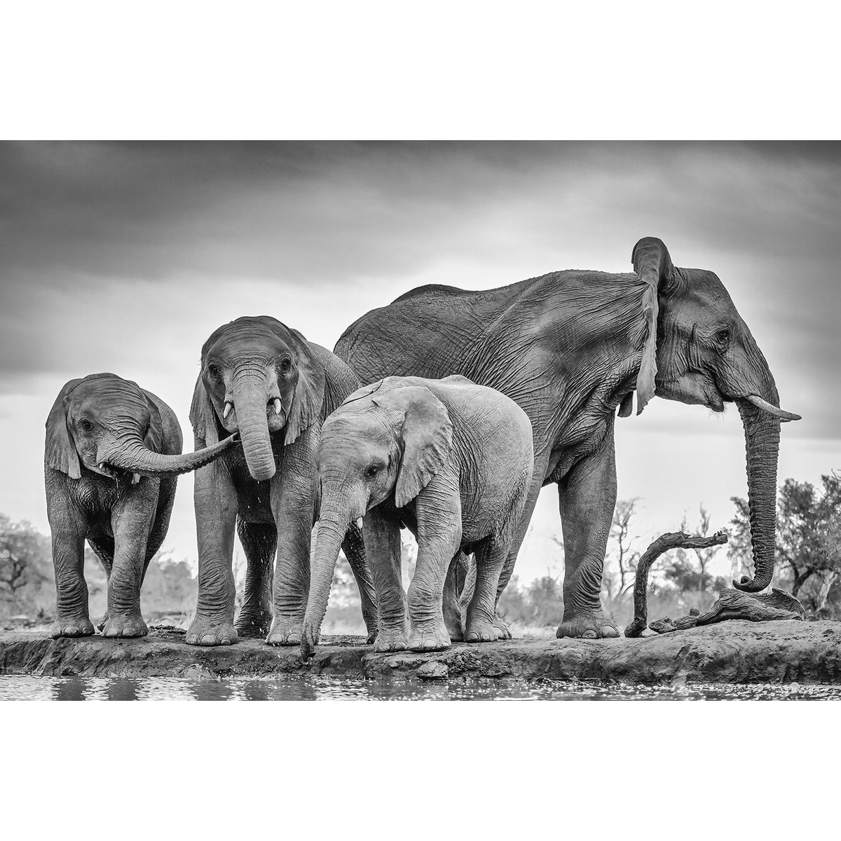 Tableau animaux bataille d'eau tableau alu dibond, HEXOA