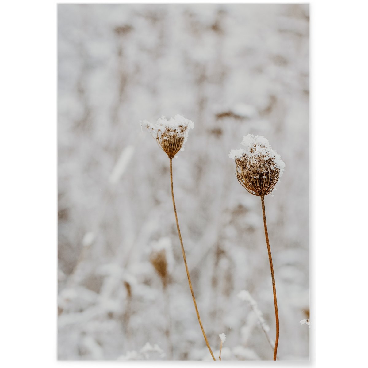 Poster Nature Winter 3 blanc, L'AFFICHERIE