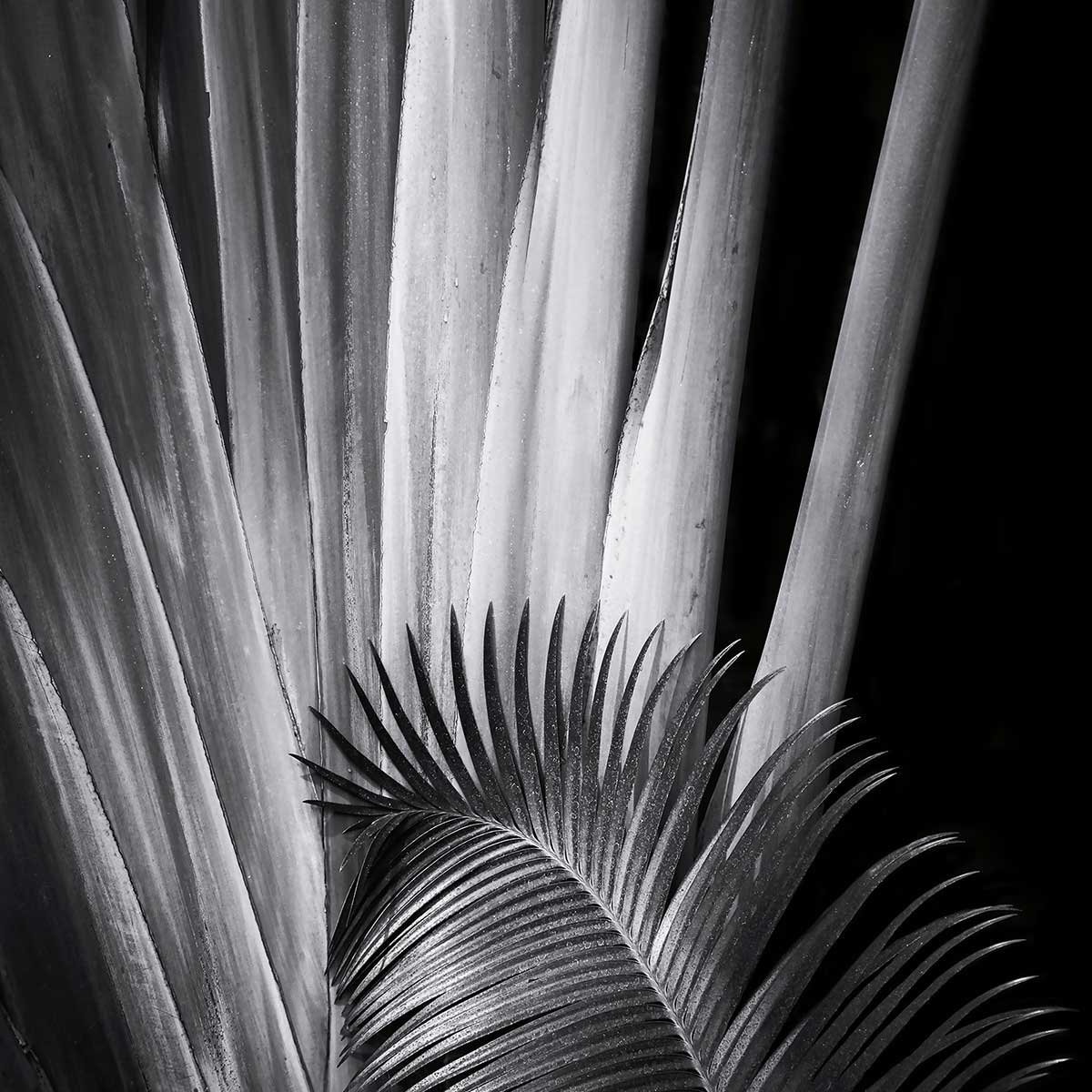 Tableau fleurs Marbella palm tableau alu dibond, HEXOA