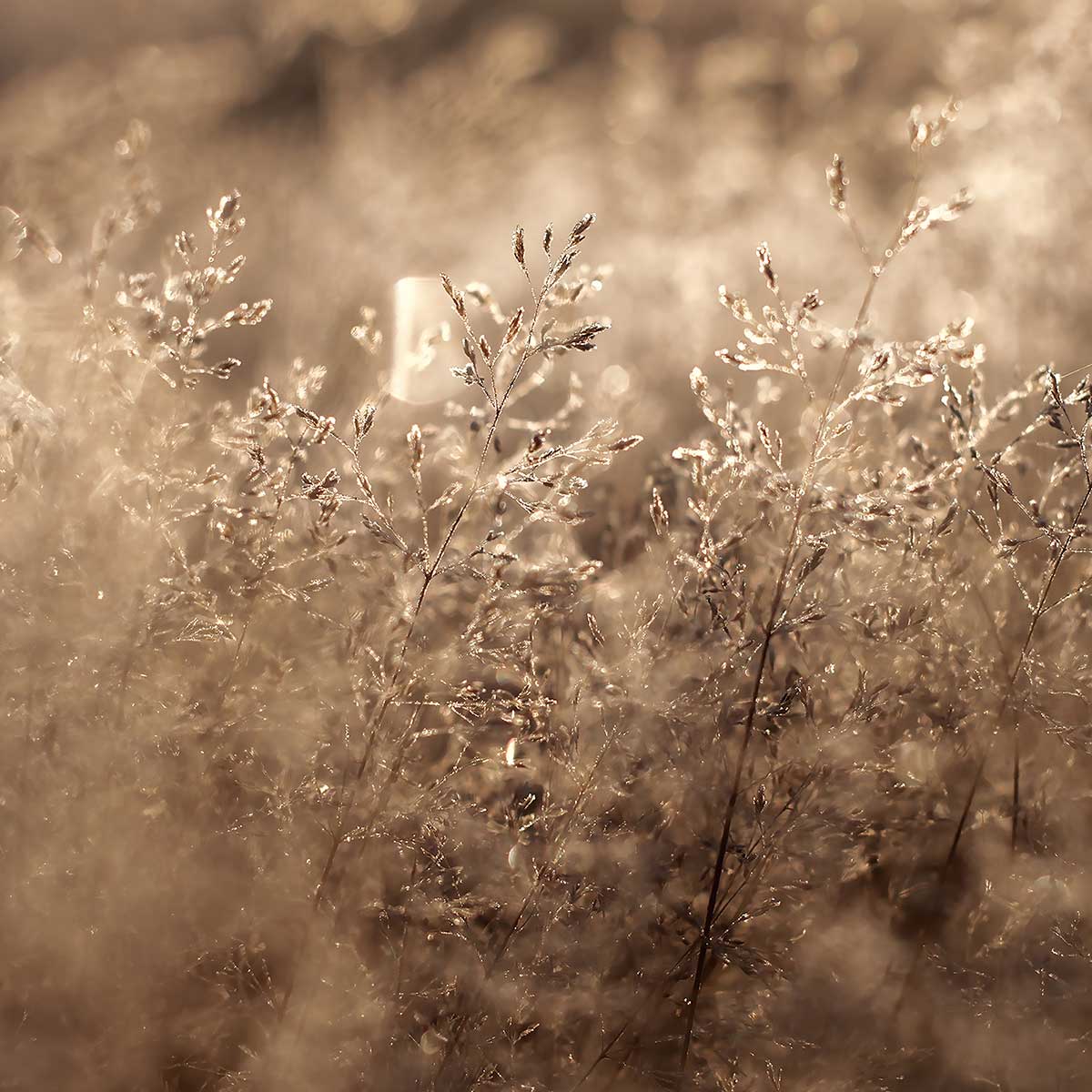 Tableau fleurs field grass tableau alu dibond, HEXOA