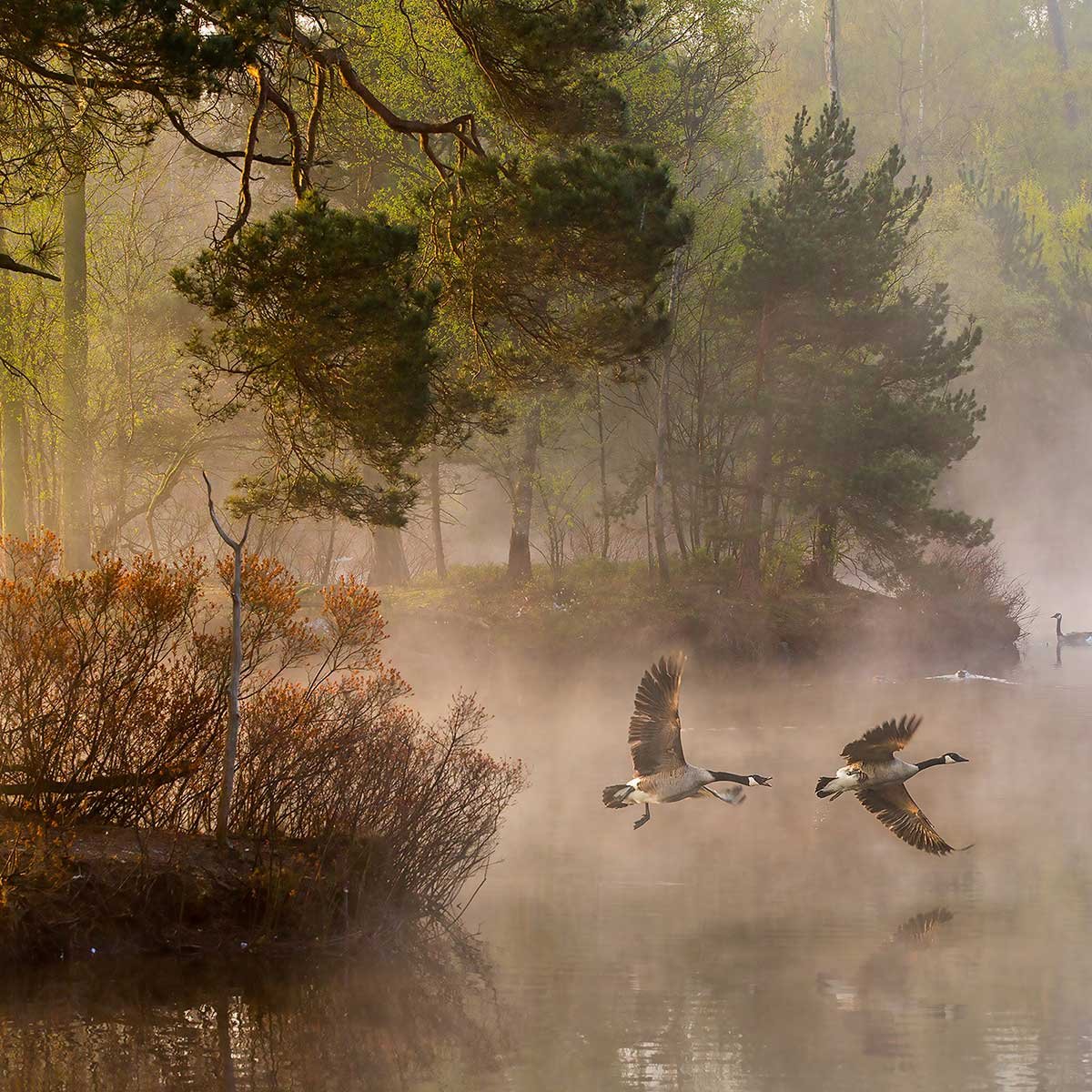 Affiche paysage oies sauvages affiche + cadre en bois - noir, HEXOA