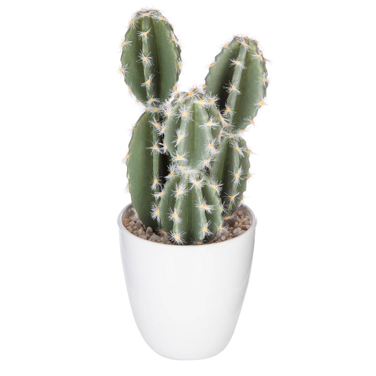 Plante succulente & cactus YUKIKO multicolore, ATMOSPHERA
