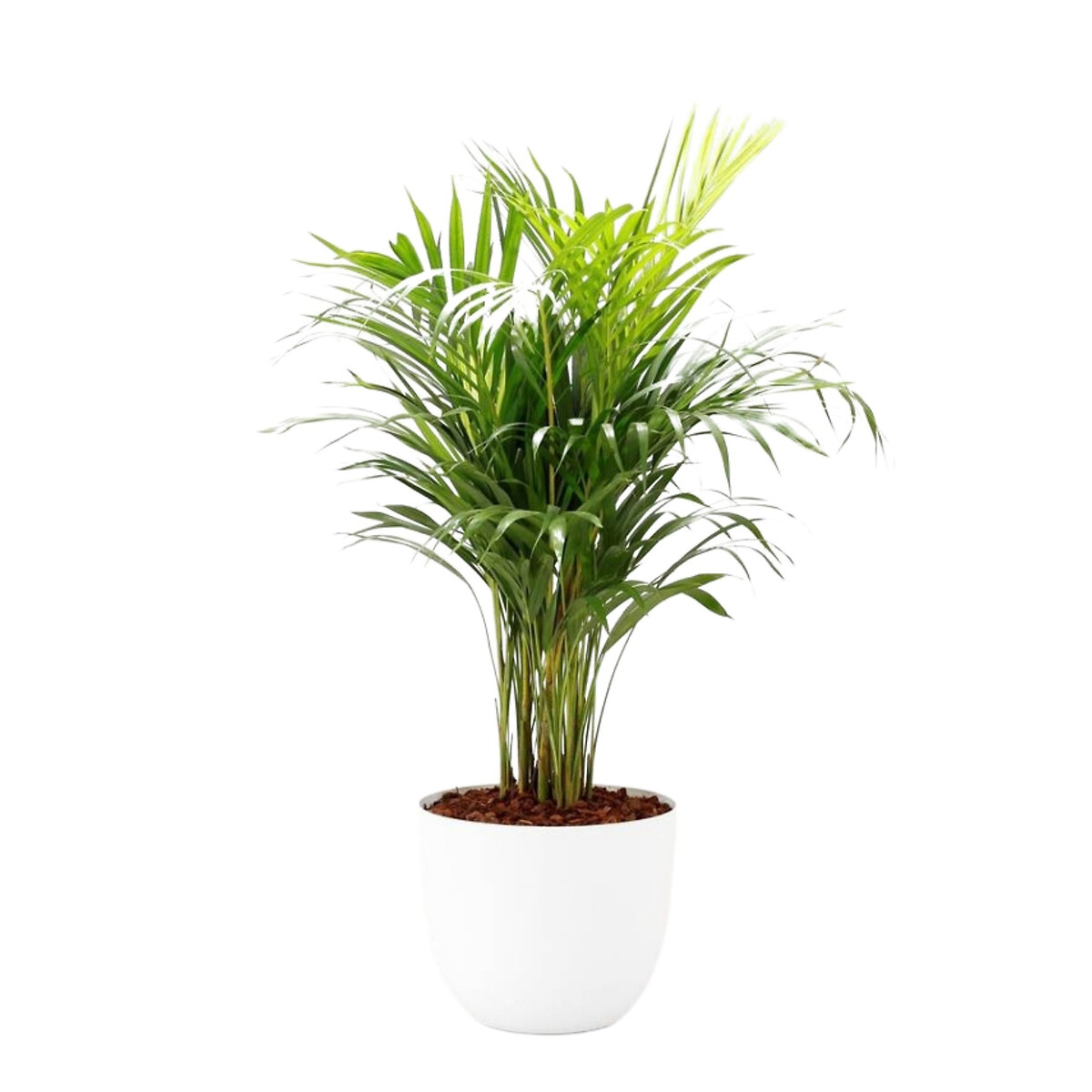 Planta Areca + vaso havana natural, da BIOMA branco, BIOMA PLANTS