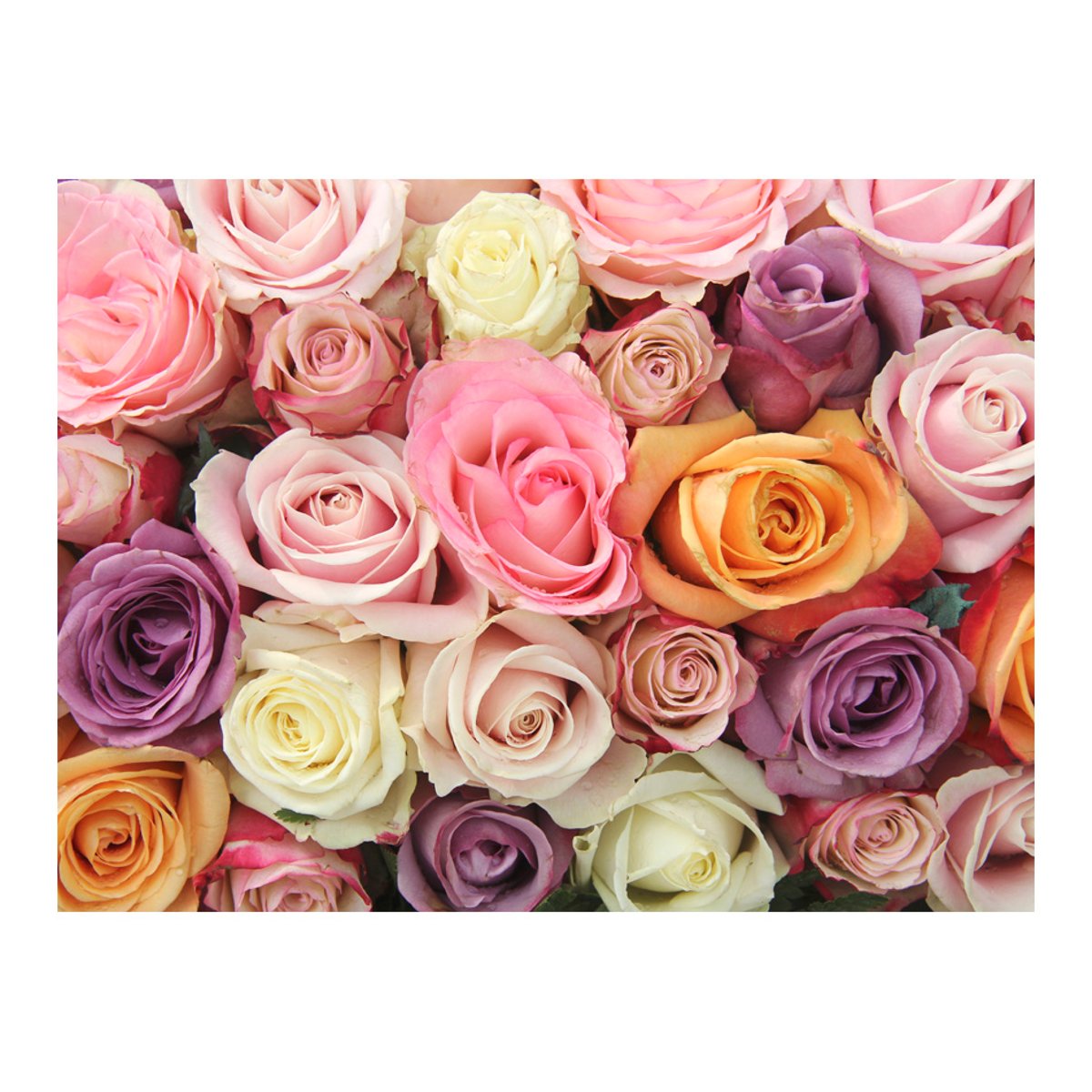 Papier peint intissé panoramique Fleurs Pastel roses multicouleur, EDEN