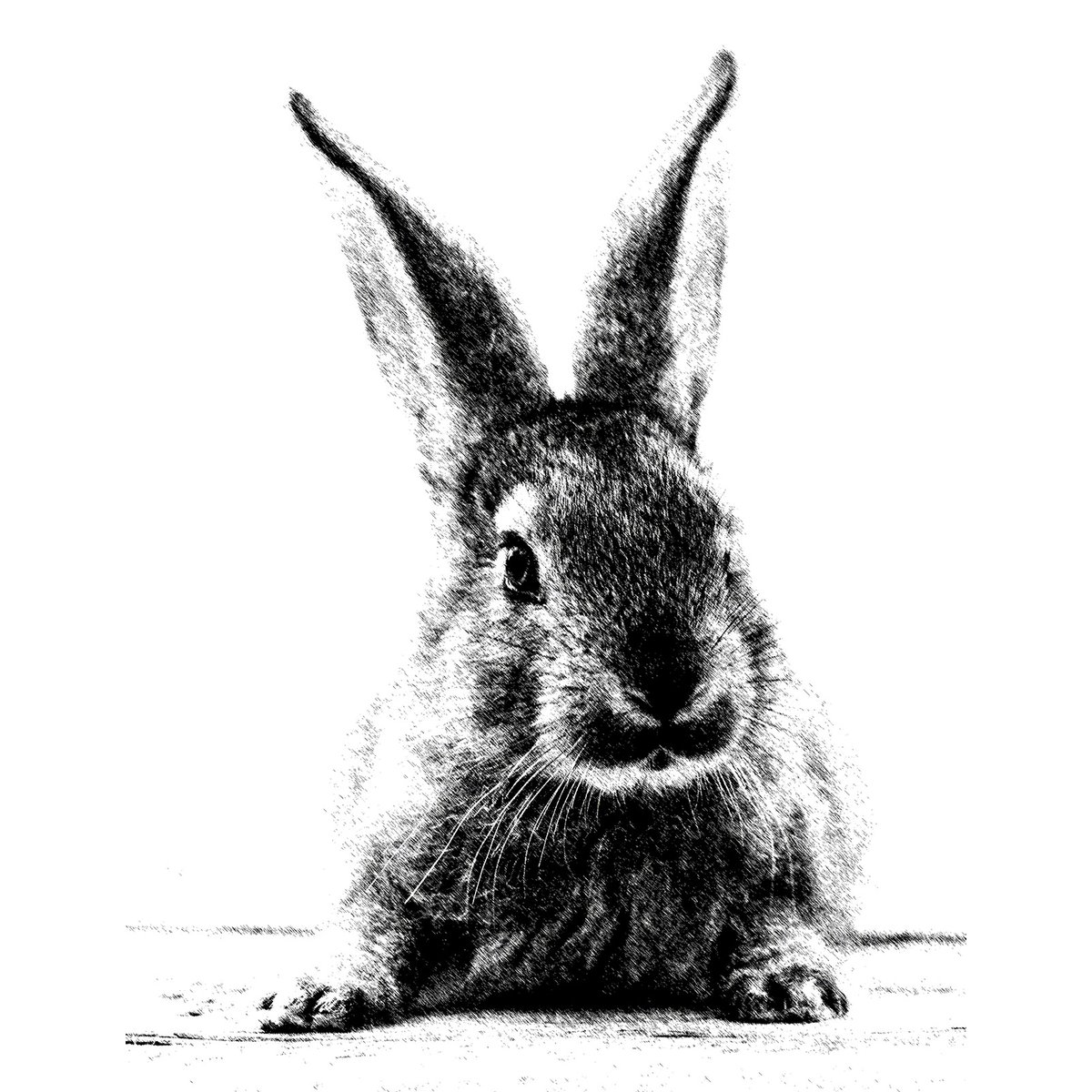 Papier peint lapin géant intissé, HEXOA