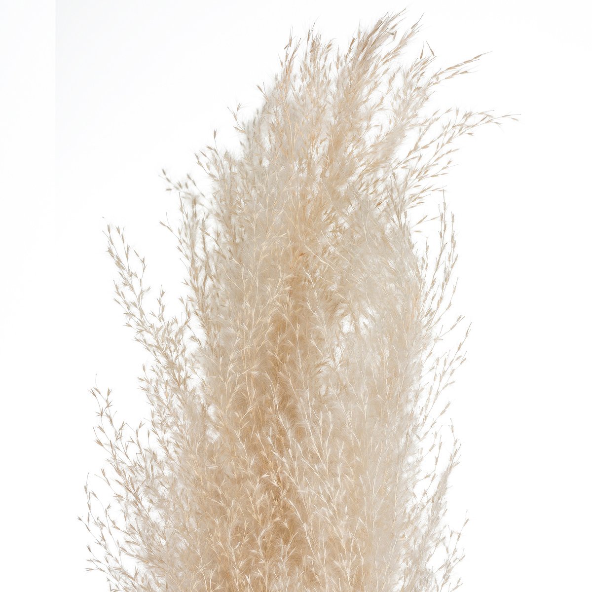 Set de 3 fleurs séchées PAMPA NATURELLE ivoire, ATMOSPHERA