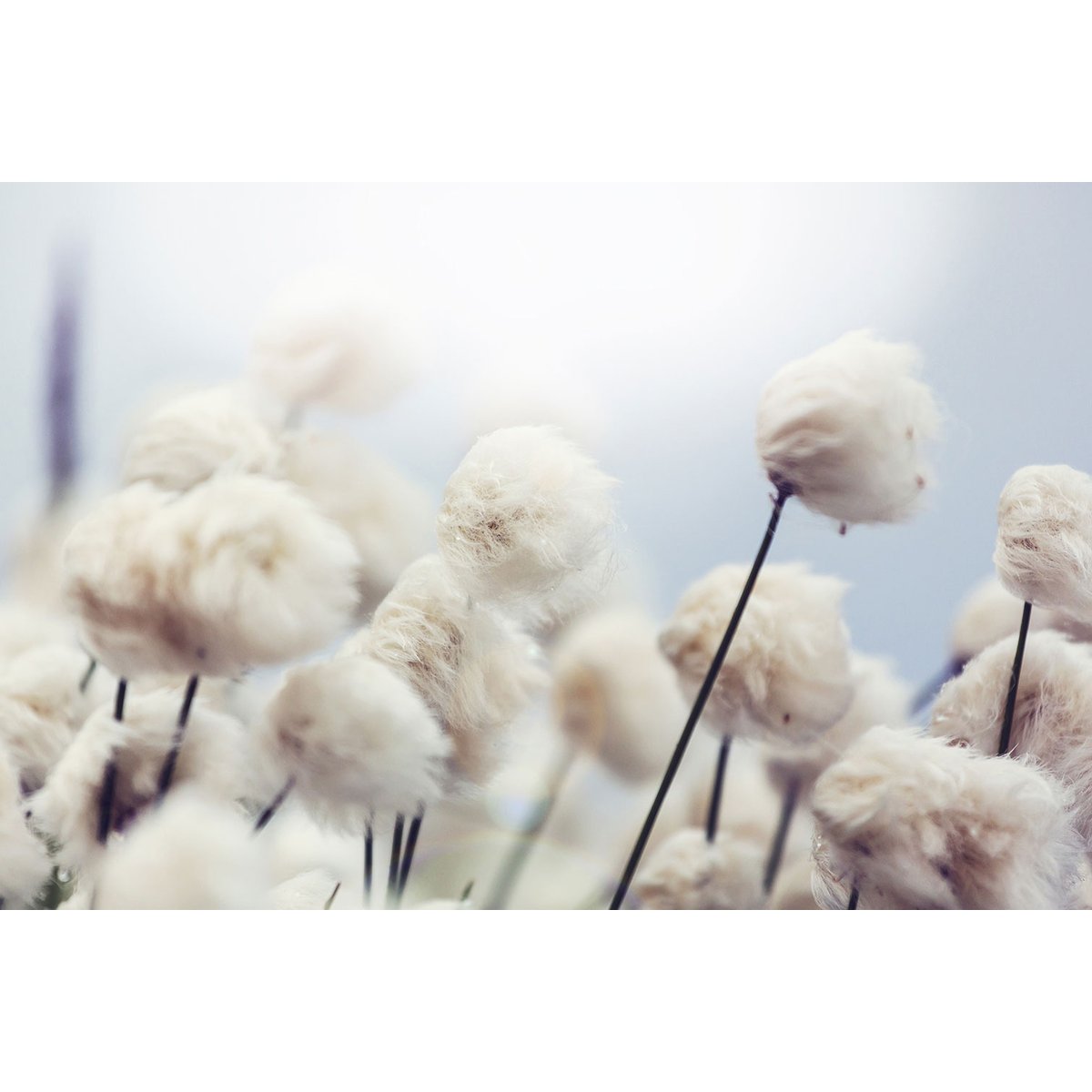 Tableau fleurs de coton au vent tableau alu dibond, HEXOA