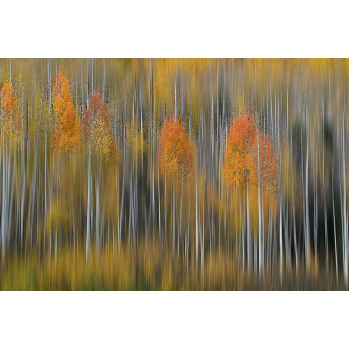 Tableau Impression d'automne tableau alu dibond, HEXOA