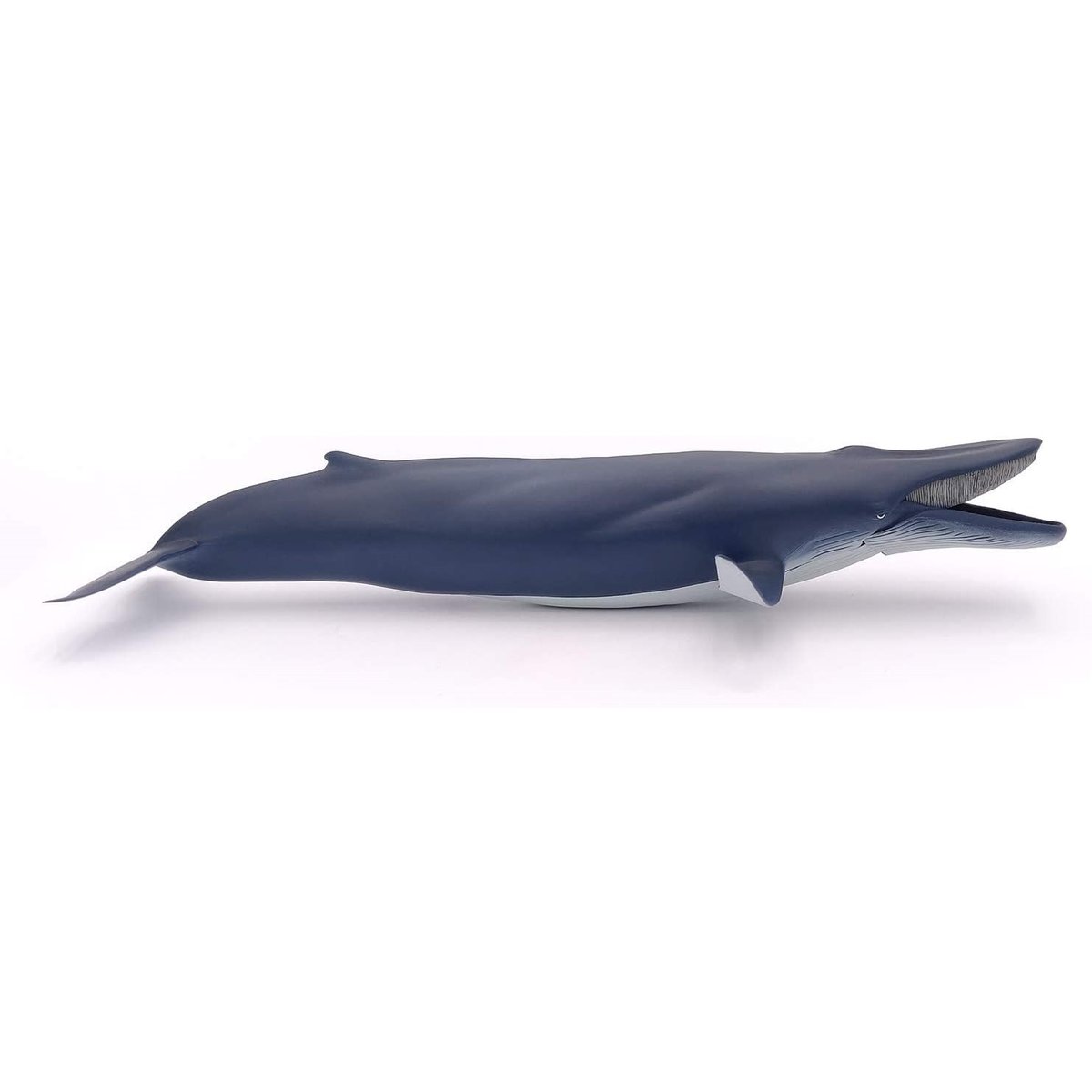 Baleine bleue bleu marine, PAPO