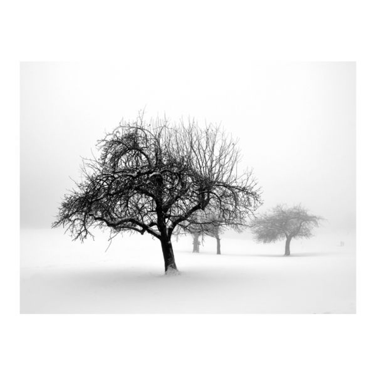 Papier peint intissé panoramique Paysage hiver - arbres noir, EDEN