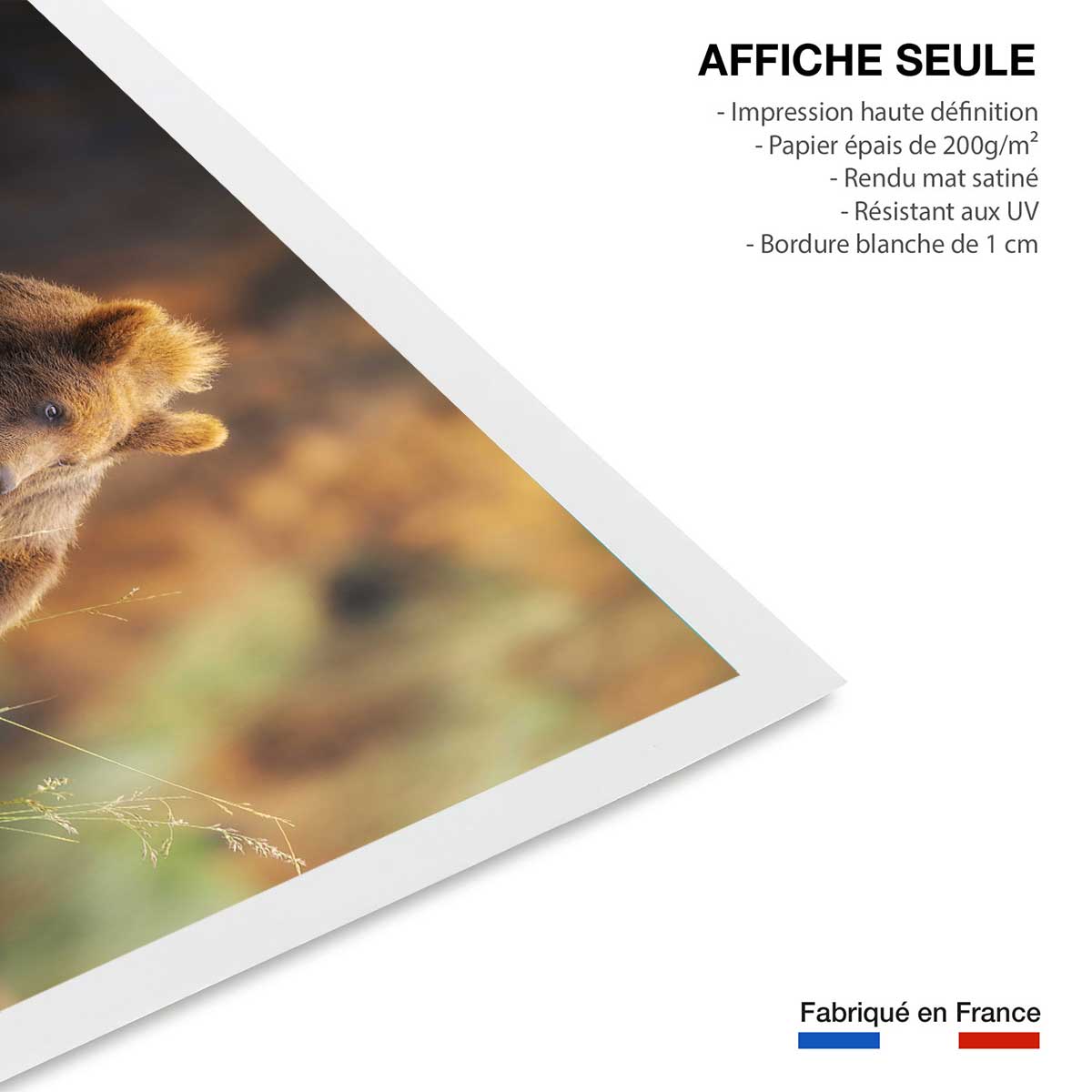 Affiche portrait d'ours affiche seule, HEXOA