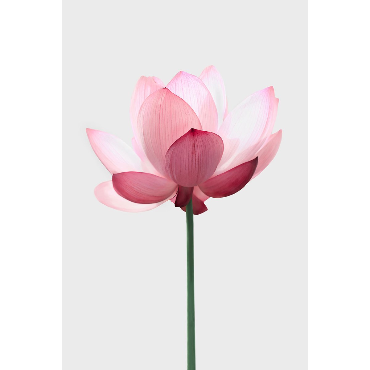 Tableau zen lotus rose tableau alu dibond, HEXOA