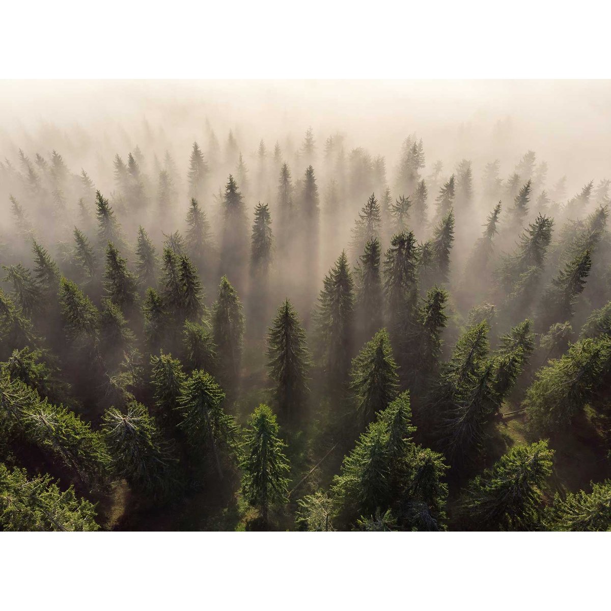Papier peint l'armée des sapins intissé, HEXOA