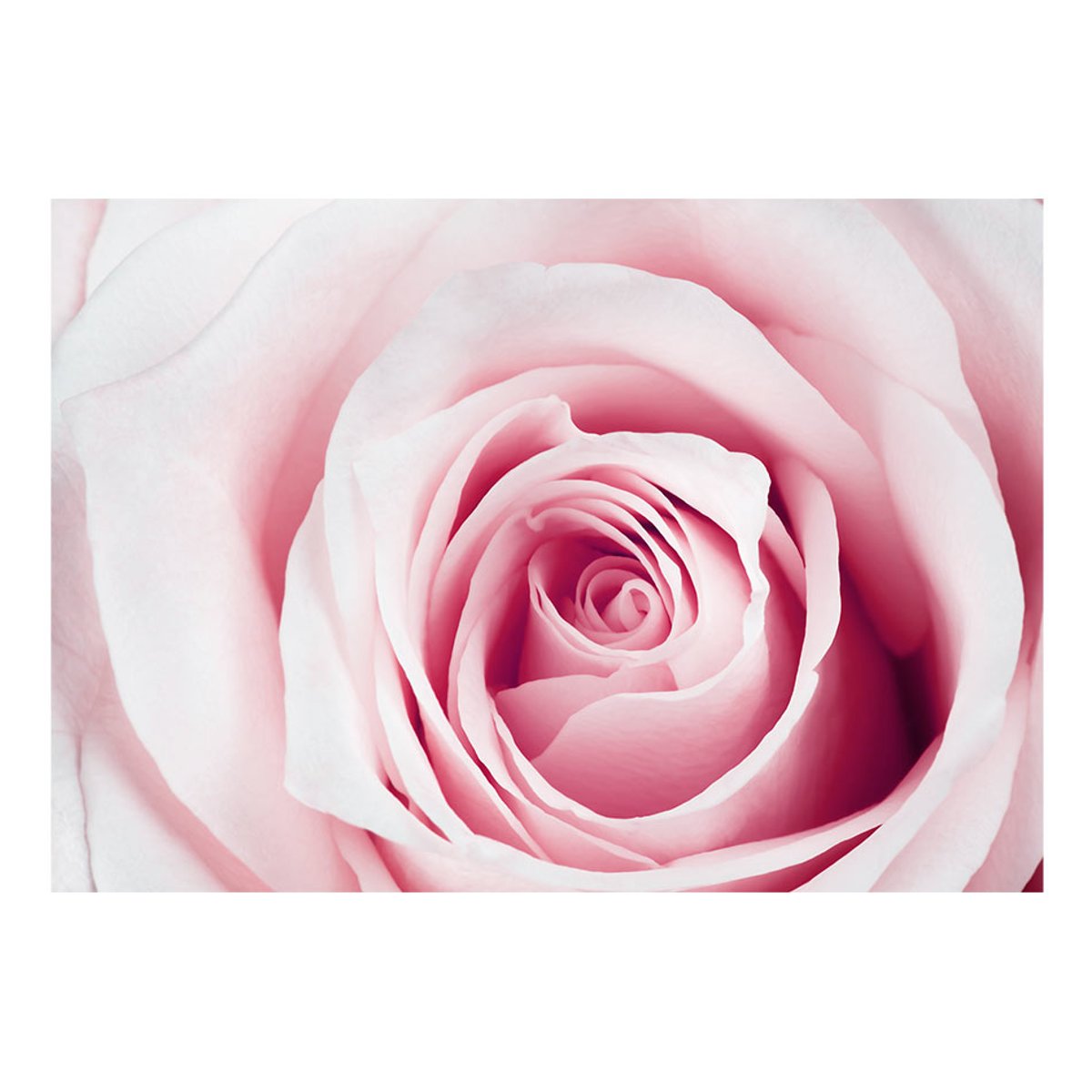 Papier peint intissé panoramique Fleurs Rose maze rose, EDEN
