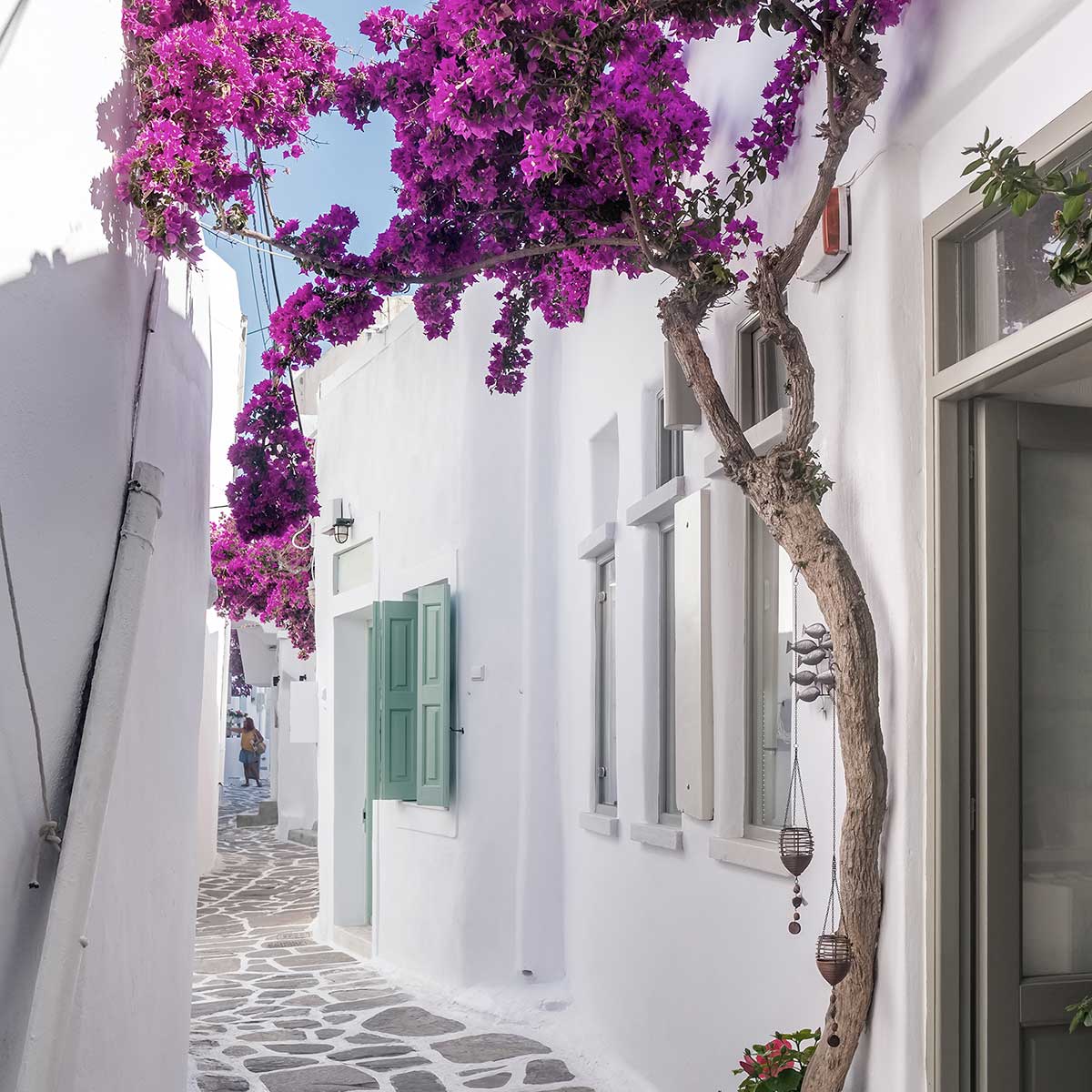 Poster bougainvilliers paros affiche + cadre en bois - noir, HEXOA