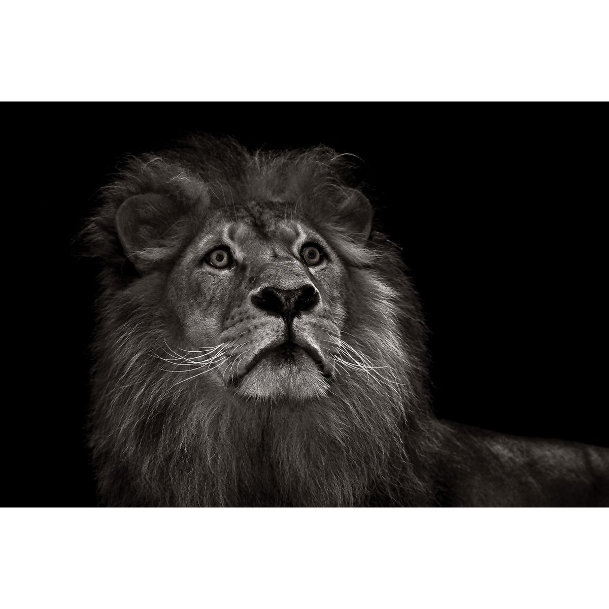 Tableau majestueux roi des animaux tableau alu dibond, HEXOA