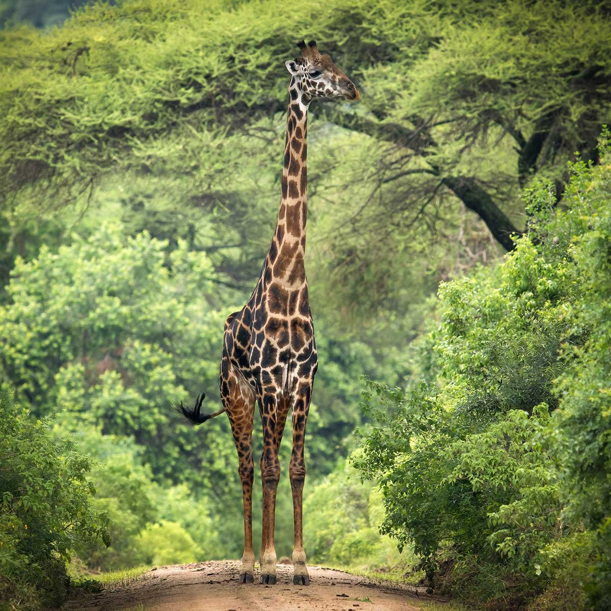 Affiche Girafe inattendue affiche + cadre en bois - noir, HEXOA