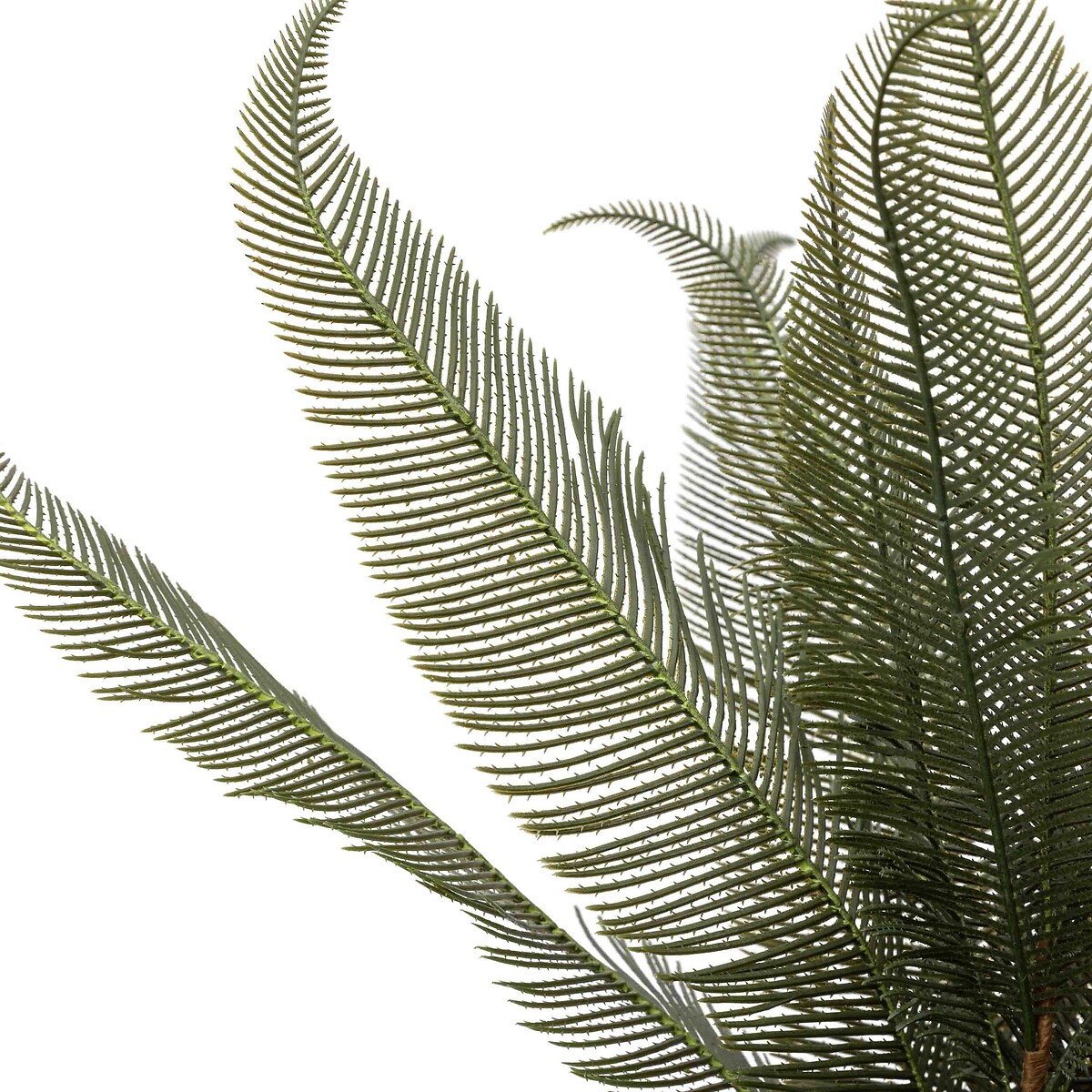 Wide Fern in Concrete Pot grey, ÉDITÉ