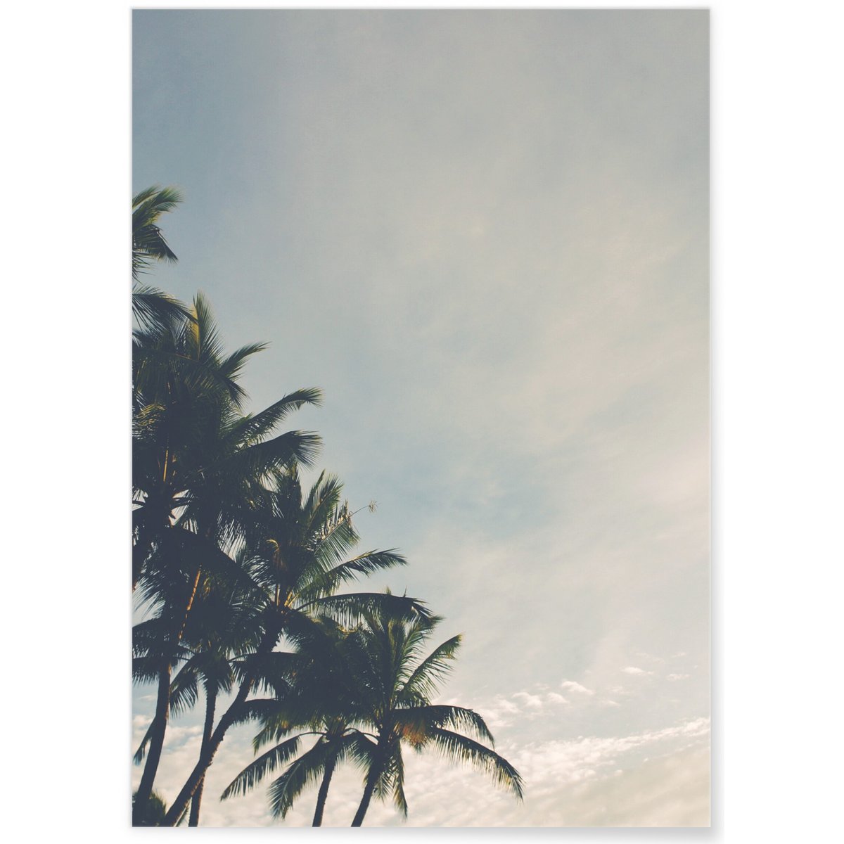 Poster Palmiers Tropicaux blanc, L'AFFICHERIE