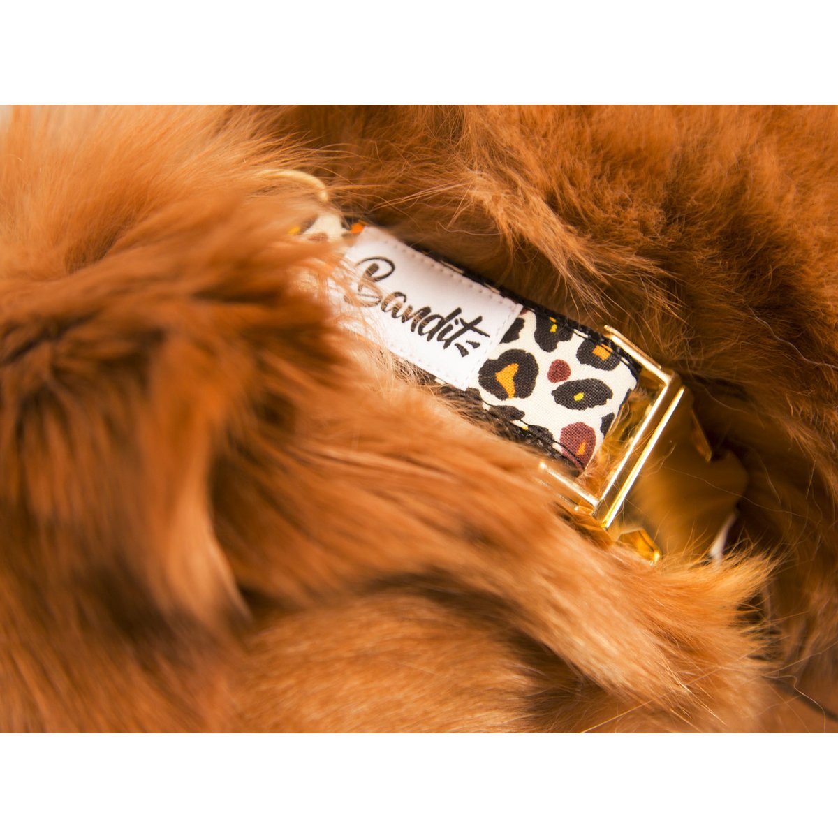 Collier pour chien WILD WILD WOUF motif léopard, FRENCH BANDIT