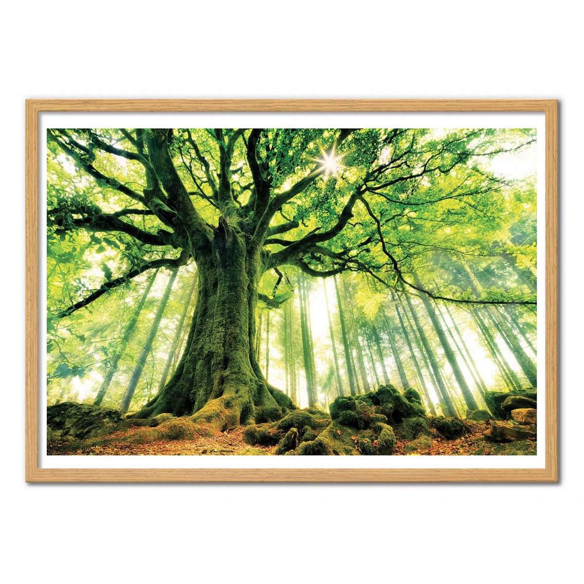 Affiche d'art - Ponthus' Beech - Christophe. Kiciak affiche d'art, WALL EDITIONS