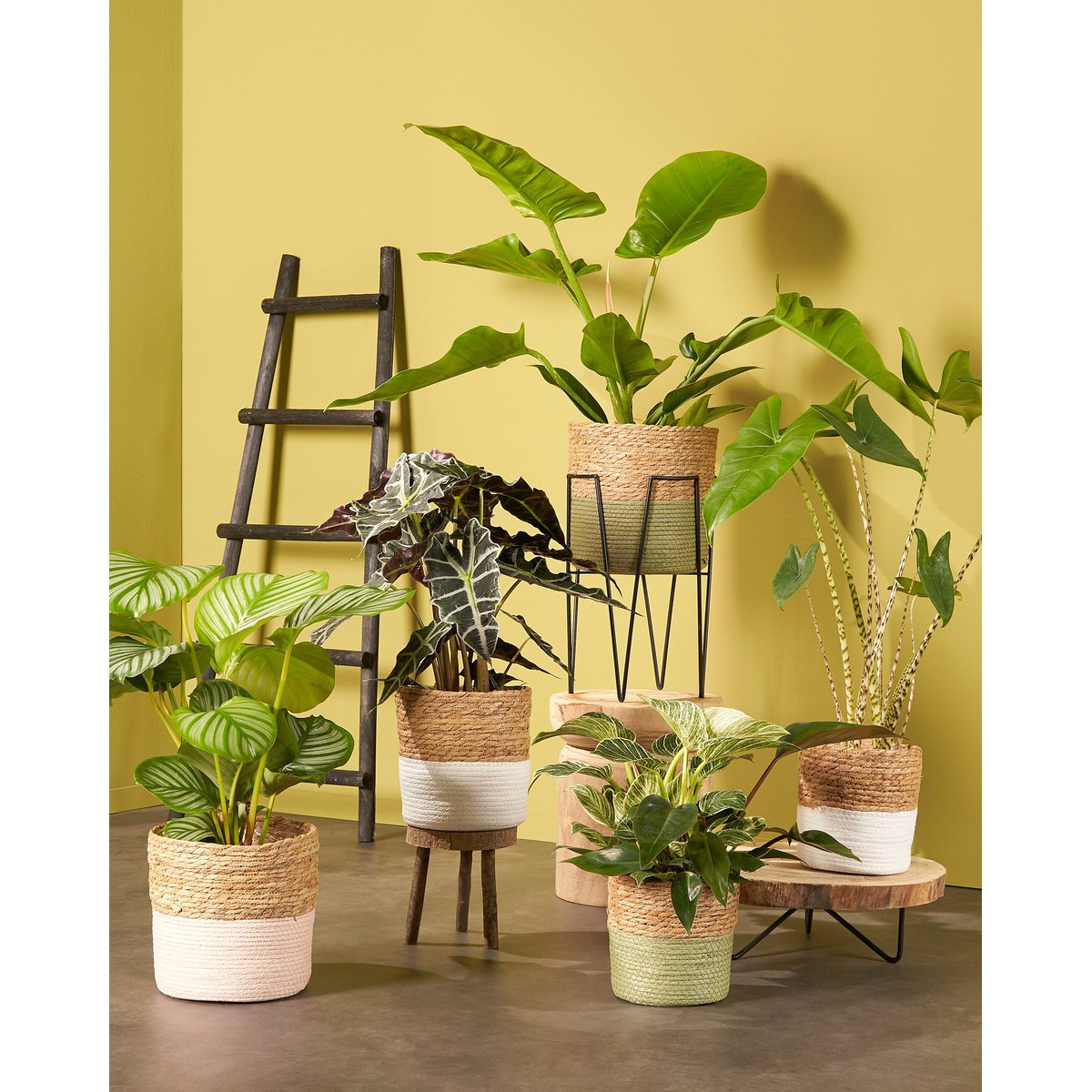 Echelle décorative noir, HOUSE OF SEASONS