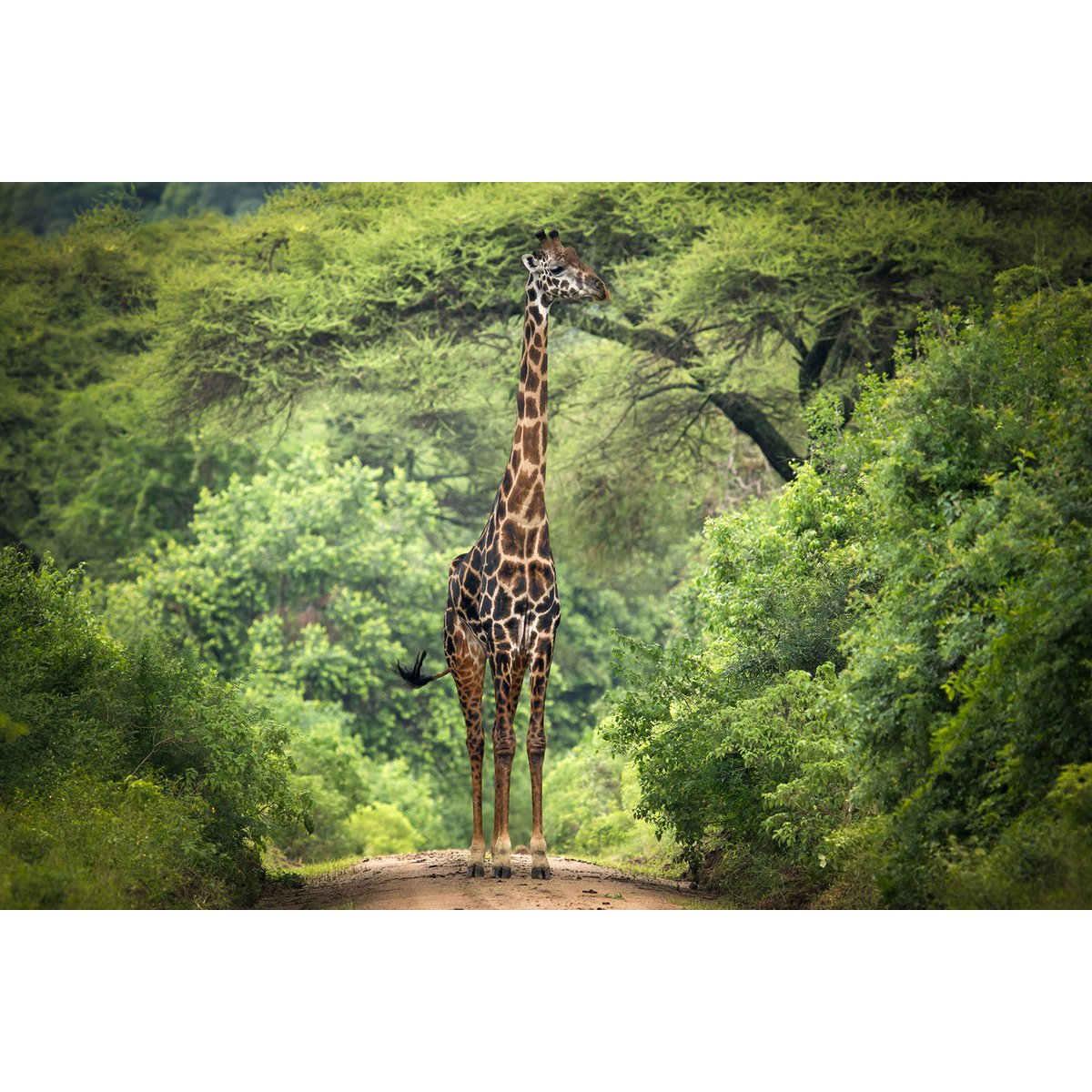 Tableau Girafe inattendue tableau alu dibond, HEXOA