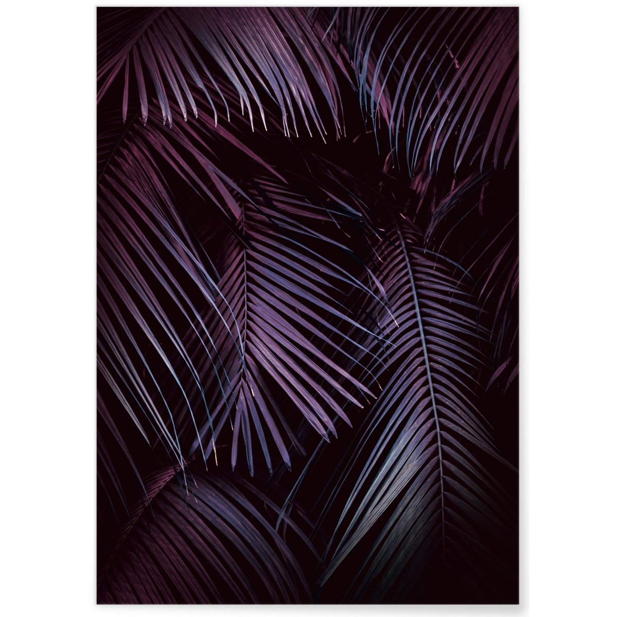 Poster Feuilles de palmier tropical sombre blanc, L'AFFICHERIE