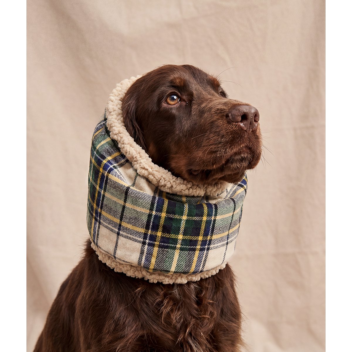 Snood tartan beige pour chien, Olga beige, CAFIDE