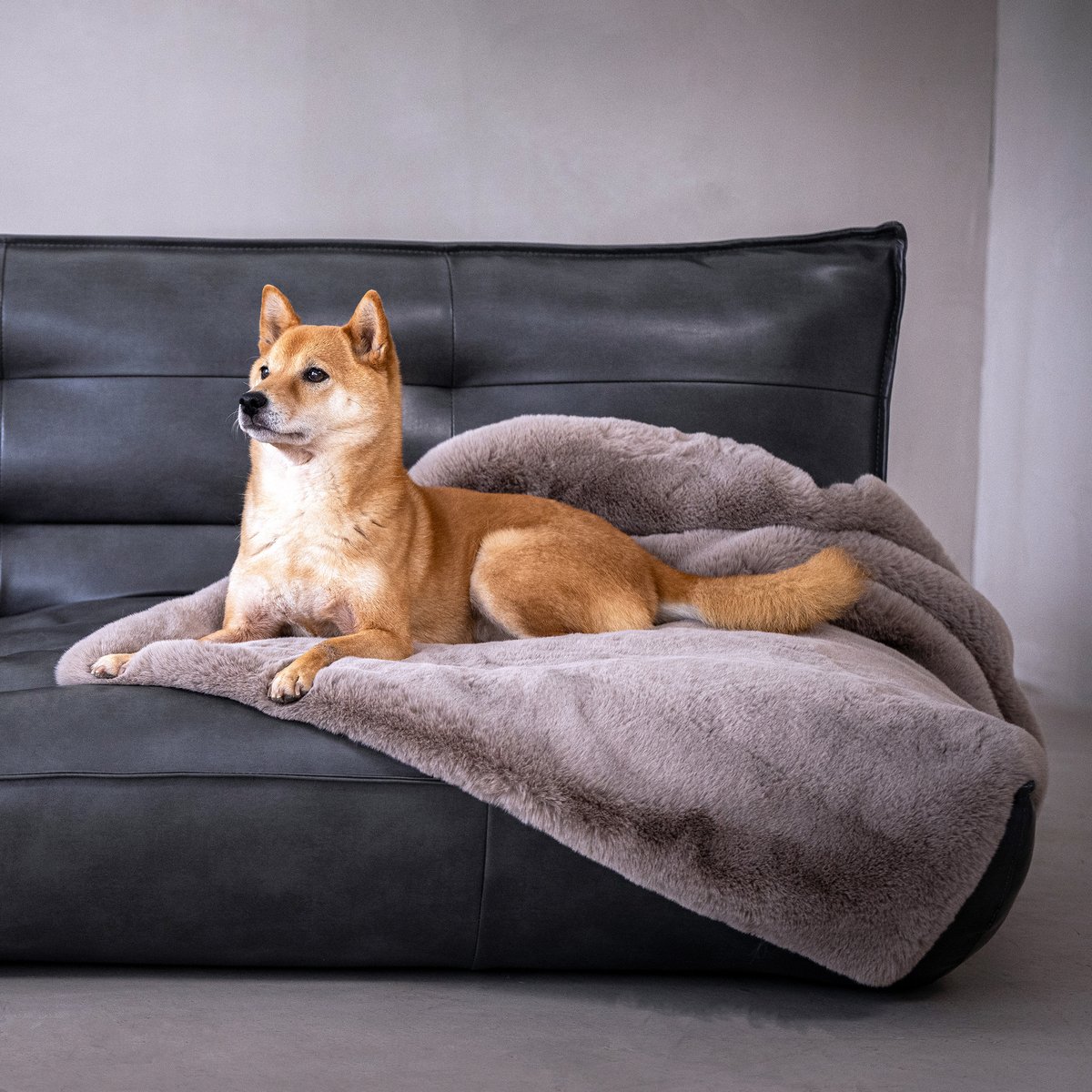 Plaid pour chien tissu imitation fourrure SOFT AFFAIR beige, LABONI
