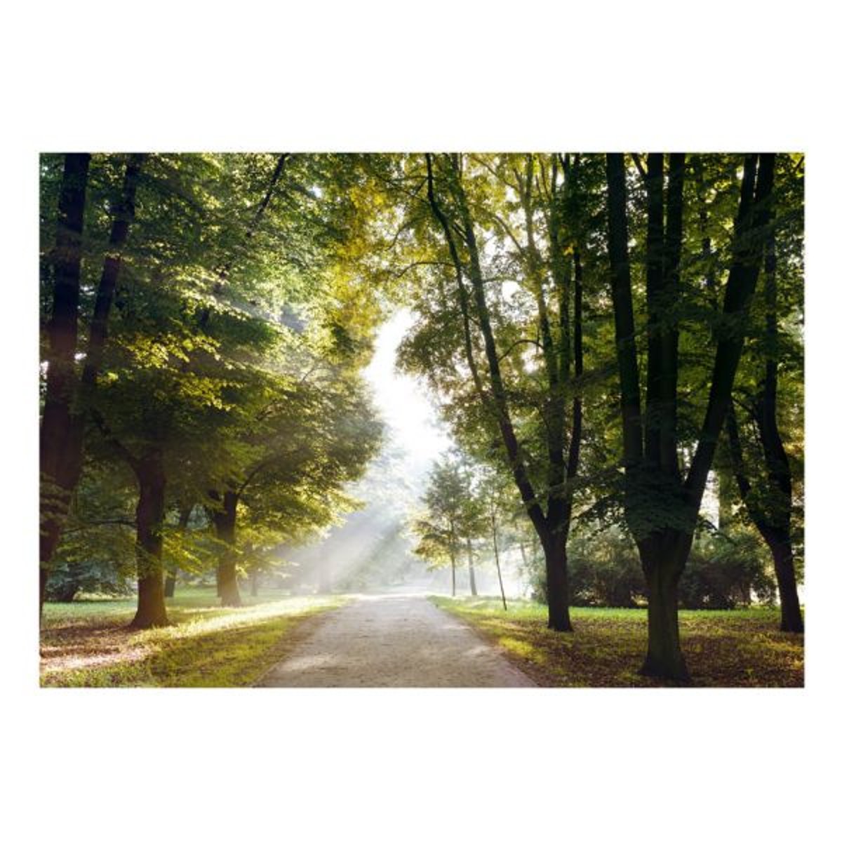 Papier peint intissé panoramique Paysage Promenade matinale vert, EDEN