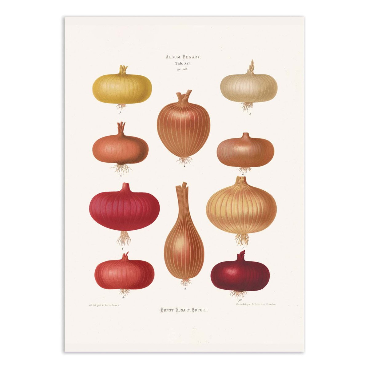 Affiche d'art - Onions 2 (1876) By Ernst Benary couleur unique, WALL EDITIONS