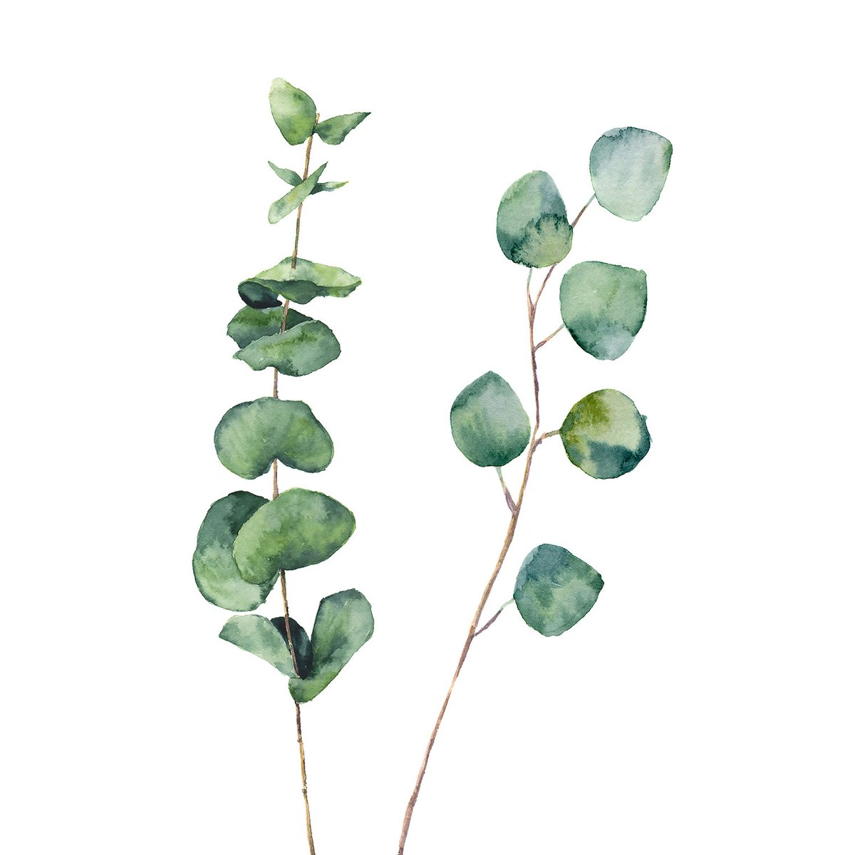 Tableau nature aquarelle feuilled' eucalyptus tableau alu dibond, HEXOA