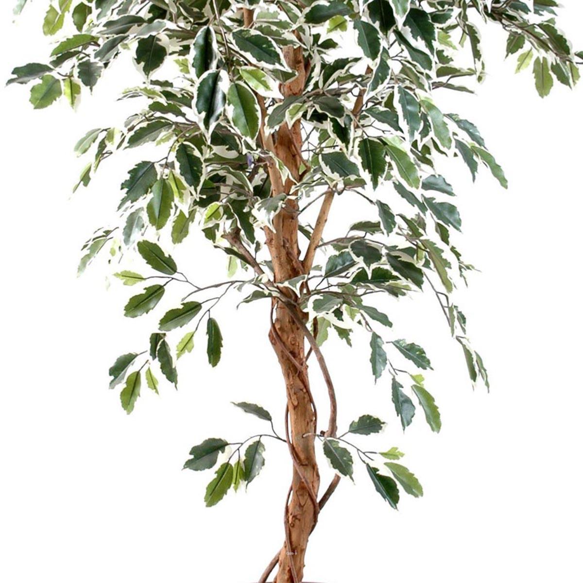 Ficus Benjamina Panache grande feui blanc-vert, ARTIFICIELLES