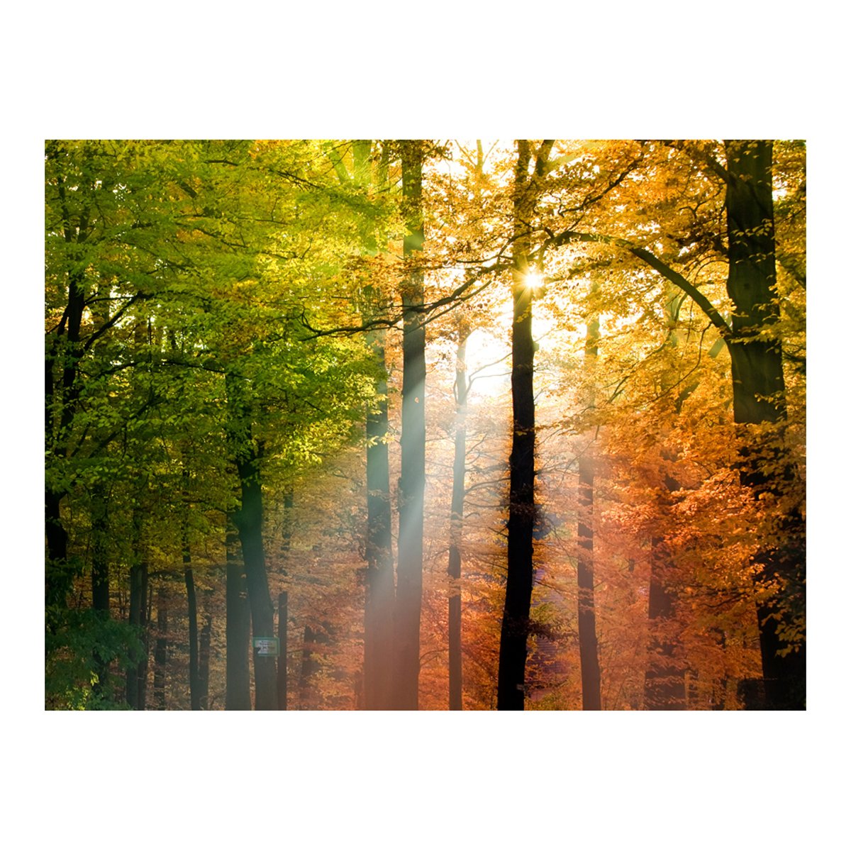 Papier peint intissé panoramique Paysage Bel automne vert, EDEN