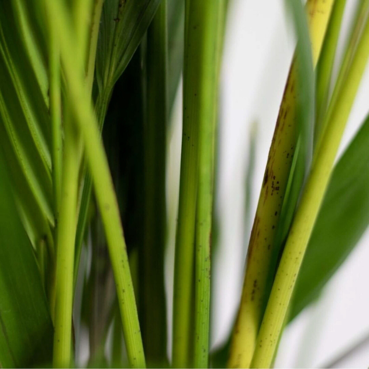 Planta Areca + vaso havana natural, da BIOMA branco, BIOMA PLANTS