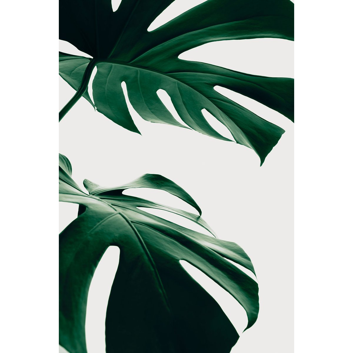 Tableau monstera due tableau alu dibond, HEXOA