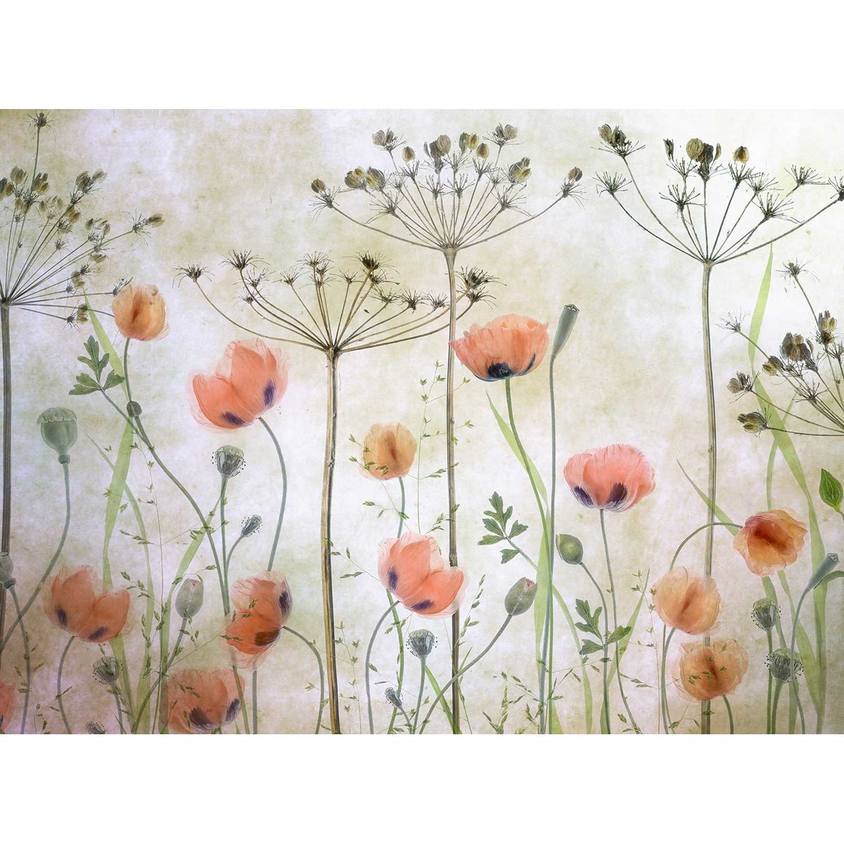 Papier peint coquelicots intissé, HEXOA